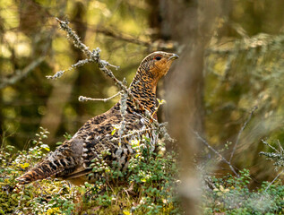 Female western capercaillie posing