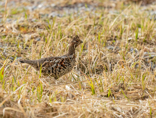 Hazel grouse