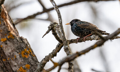 Common starling in the tree