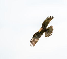 Western marsh harrier flying