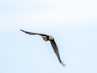 Western marsh harrier flying