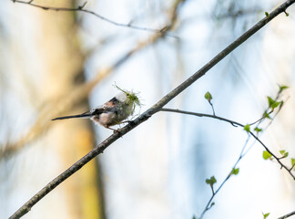 Long-tailed tit with nesting materials