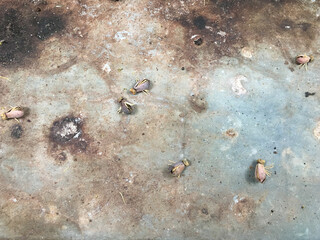 Original insect-shaped seeds