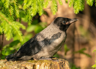 Young crow on top of  a stump