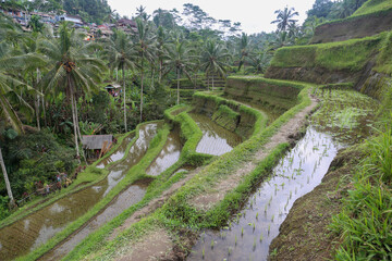 Indonesian green rice paddies filled with water
