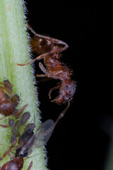 ant on flower