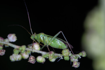 grasshopper on a leaf