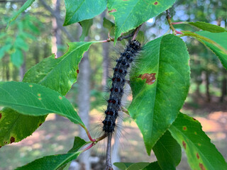 A gypsy moth caterpillar (Lymantria dispar) eats a leafs. 