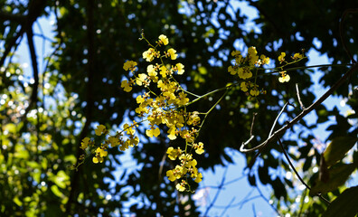 The vibrant yellow Oncidium orchid blooming through a tree branches.