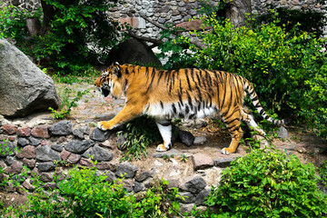 Forceful large siberian tiger walking on the rock with green area in his cage at the zoo like jungle forest wilderness wildlife nature background