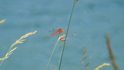 dragonfly on the grass