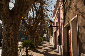 Obraz premium tree alley in the city