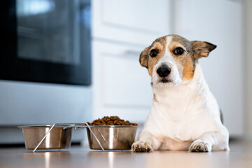 Sad, unhappy dog lies in front of a bowl of dry food. Concept of refusal to eat food for pets,...