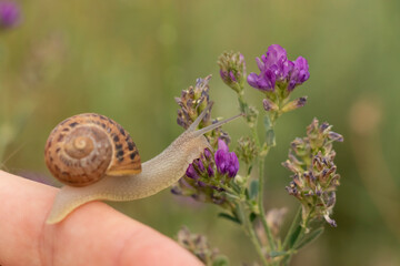 A snail crawls slowly by the hand of a young man, near some purple flowers, in the rural area of the municipality of Gallur, Spain © Pablo