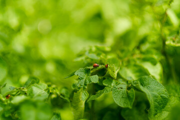 Colorado potato beetles eat the leaves of the potato, Leptinotarsa decemlineata. Insect pests in agriculture