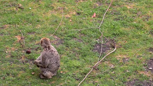 A monkey sits on the grass and eats