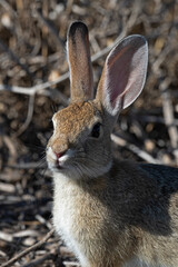 Fototapeta premium A Desert Cottontail Rabbit Pauses For a Portrait