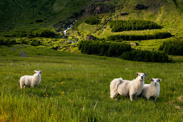 Sheep and two lambs looking into camery, Snaefellsness, Iceland