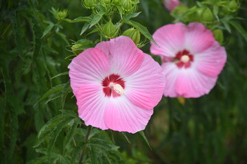 Taitanbicus with large beautiful flowers that bloom from July to October. Malvaceae perennial plant.