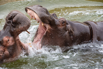 Two hippos fighting in water in the Zoo of Emmen, Netherlands