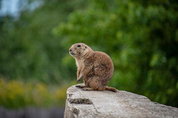 Prairie Dog (Cynomys ludovicianus) Beautiful cute animal.