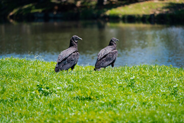 Black Vultures walking on grass at gator park in Orlando Florida.