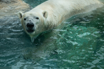 Polar Bear as zoo specimen in North Carolina.