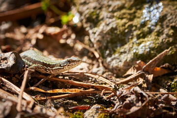 Common wall lizard sunbathing in the morning (Podarcis Muralis)