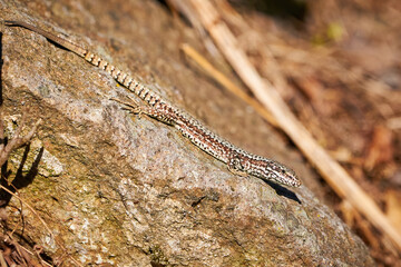 Common wall lizard sunbathing on a rock in the morning (Podarcis Muralis)