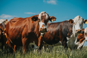 Obraz premium cows on a meadow