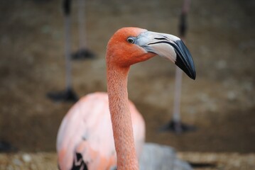Fototapeta premium flamingo in the zoo