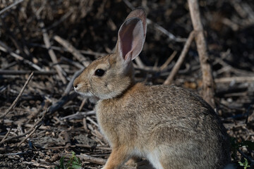 Desert Cottontail Rabbit Side View