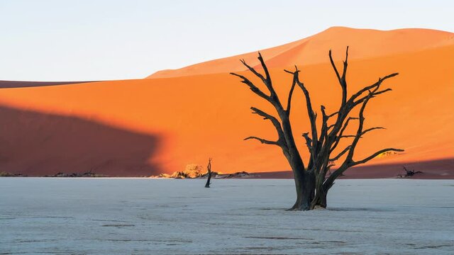 Timelapse view of sunrise over Deadvlei showing dead Camelthorn tree against giant sand dunes, Namib-Naukluft National Park, Namibia, southwest Africa.