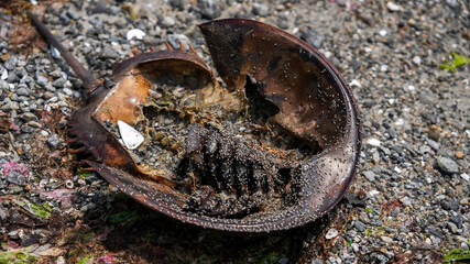 Dead horse shoe crab on beach eating by flees