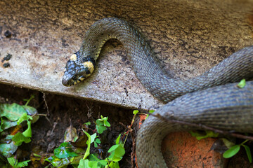 Collared snake, Grass snake in the Nature (Natrix natrix)