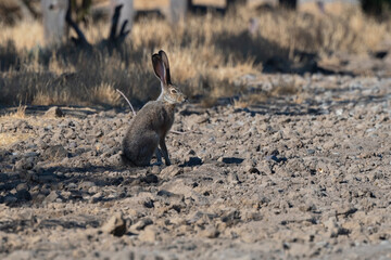 Black-Tailed Jackrabbit or American Desert Hare Blending in with the Environment