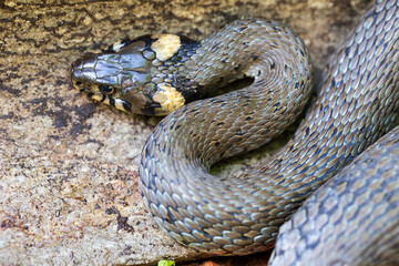 Collared snake, Grass snake in the Nature (Natrix natrix)