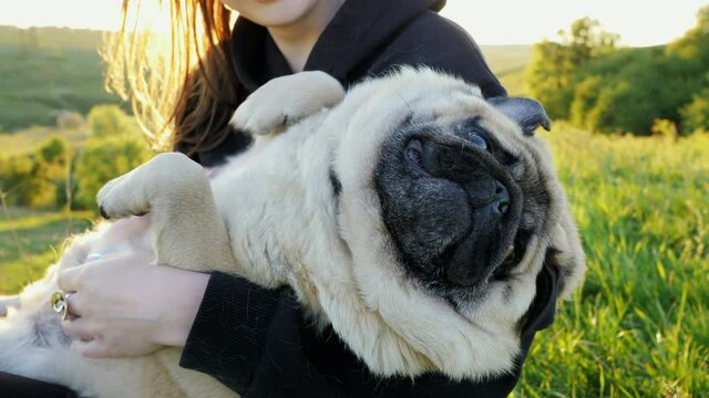 Funny tired fat pug dog relax on owner hands, woman hugs and scratch pet, best friends