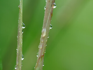 竹の若い幹に雨滴る