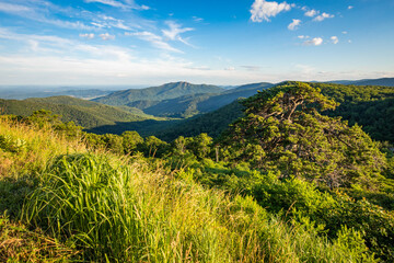 Fototapeta premium Scenic overlook of Shenandoah blue ridge mountains and hills