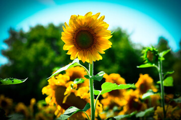 sunflower in the field