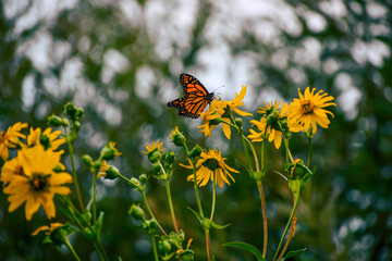 butterfly on a flower