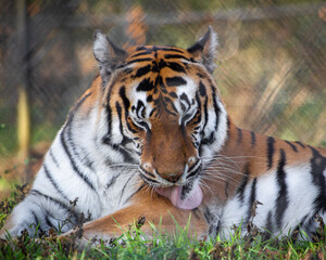 tiger in an enclosure