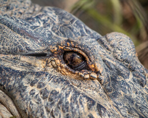 head of a crocodile