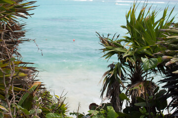 palm trees on the beach