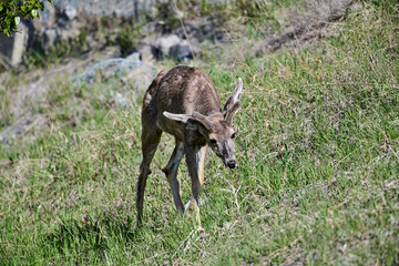 Naklejka na ściany i meble Mule deer (Odocoileus hemionus), Vermillion Lakes, Banff, Alberta, Canada
