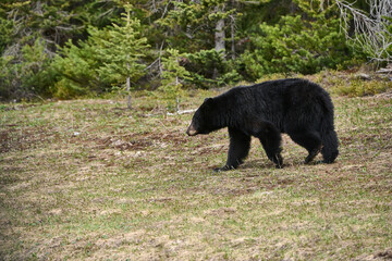Obraz na płótnie Canvas Young American black bear (Ursus americanus), Peter Lougheed Provincial Park, Kananaskis Country, Alberta, Canada