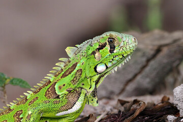 close-up of a green iguana (Iguana iguana) isolated over a blurred background