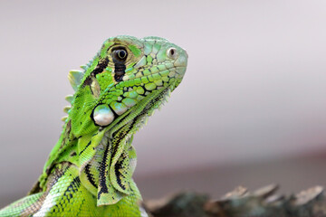 close-up of a green iguana (Iguana iguana) isolated over a blurred background