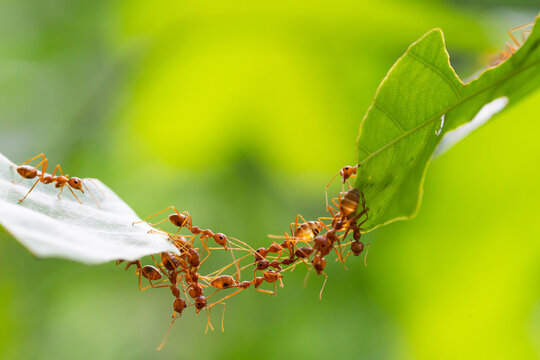 Ant action standing.Ant bridge unity team,Concept team work together Red ant,Weaver Ants (Oecophylla smaragdina),Action of ant carry food